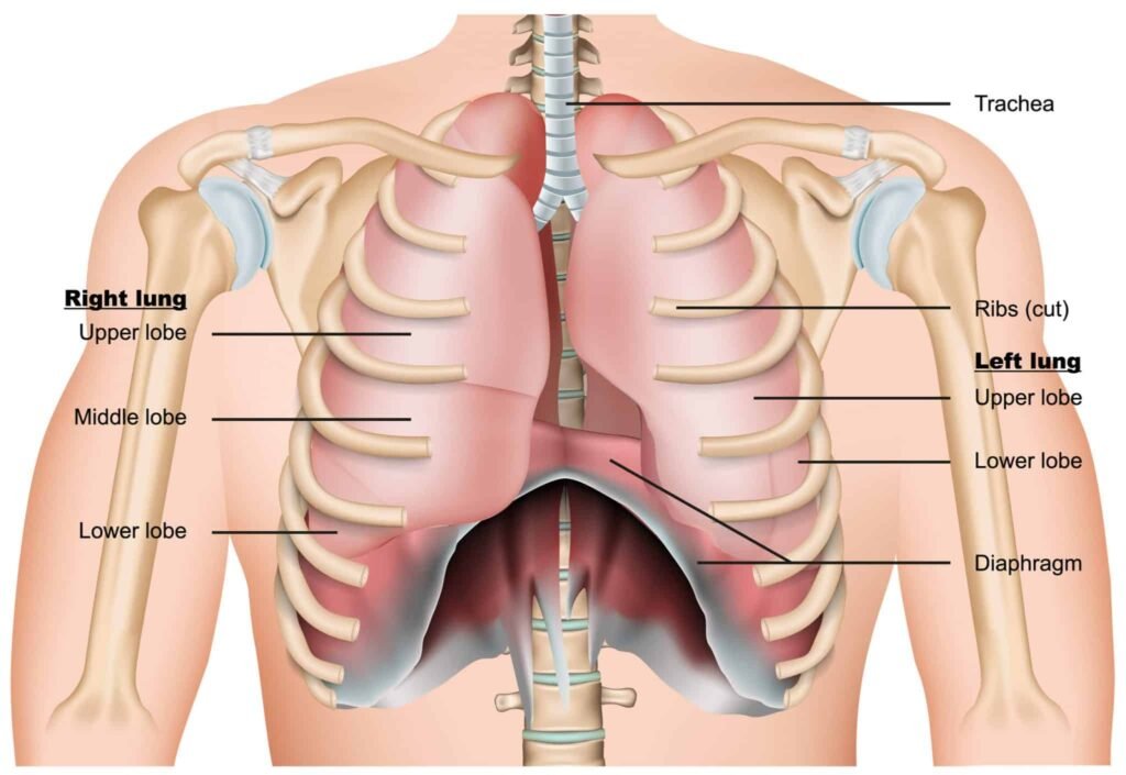 Thoracic Surgery